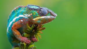 El significado de soñar con camaleones. sueño con camaleones