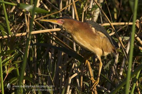 Mirasol chico (Least Bittern) Ixobrychus exilis