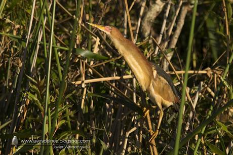 Mirasol chico (Least Bittern) Ixobrychus exilis