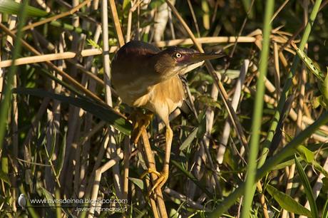 Mirasol chico (Least Bittern) Ixobrychus exilis