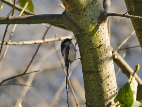 El pequeño mito, ese equilibrista.