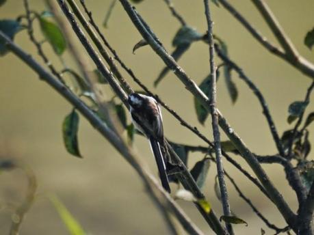 El pequeño mito, ese equilibrista.
