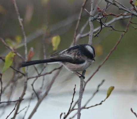 El pequeño mito, ese equilibrista.