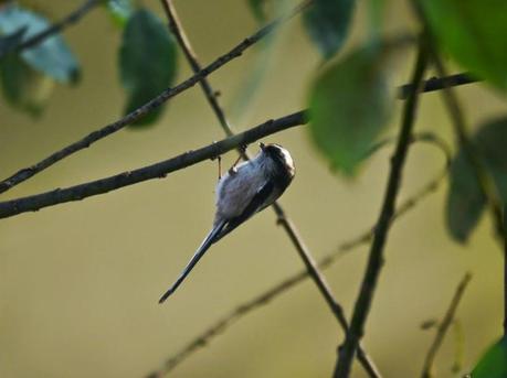El pequeño mito, ese equilibrista.