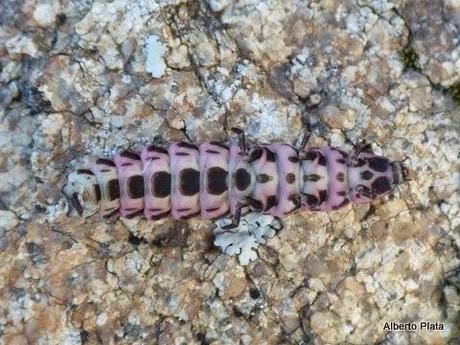 Jornada completísima de campo muy cerca de Sevilla capital...