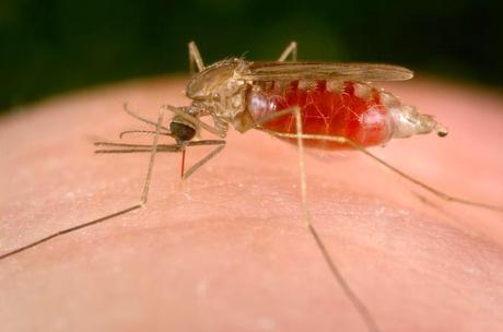 Republica Dominicana  reporta 22 casos de malaria, en lo que va del año 2015