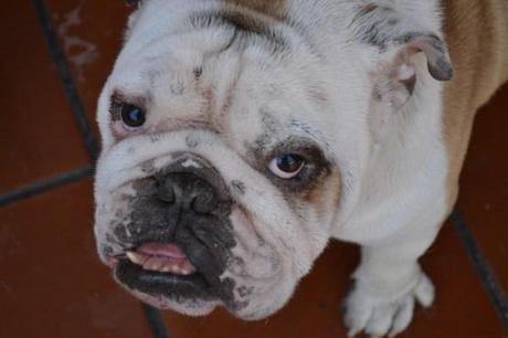 De la A a la Z: Ian el de la mirada humana bulldog