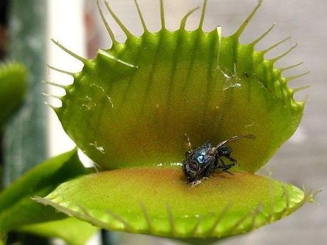 venus flytrap trap fly