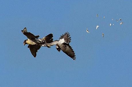 El misil viviente llamado Halcón Peregrino