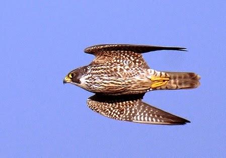 El misil viviente llamado Halcón Peregrino