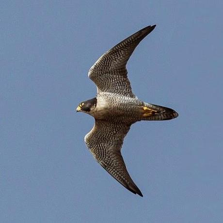 El misil viviente llamado Halcón Peregrino