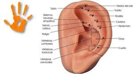 Efectividad de la Auriculoterapia para Bajar de Peso Efectividad de la Auriculoterapia para Bajar de Peso