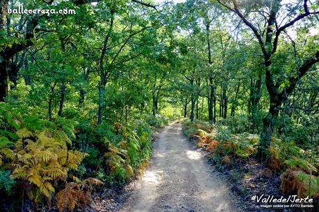 Sendero en el Valle del Jerte (Cáceres)