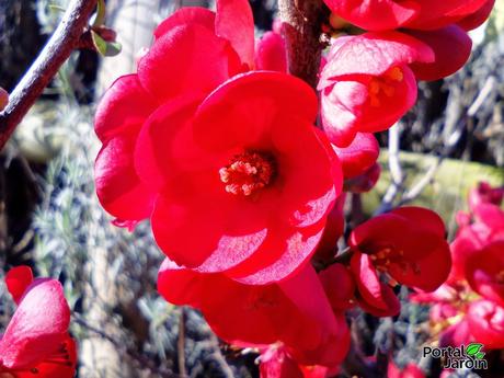 El membrillero japonés desafía al frío