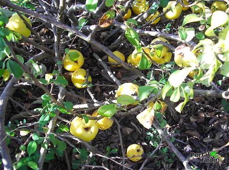 El membrillero japonés desafía al frío