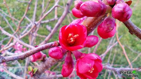 El membrillero japonés desafía al frío
