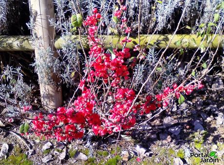 El membrillero japonés desafía al frío