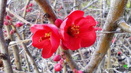 El membrillero japonés desafía al frío