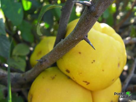 El membrillero japonés desafía al frío