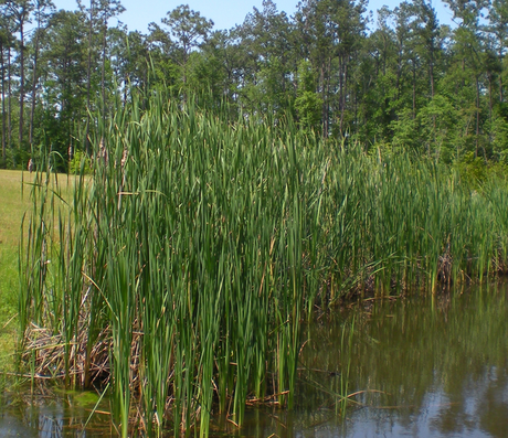 Juncos para la limpieza de bacterias en canales grícolas