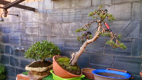 Nº 86 Aprendiendo con el Pino silvestre yamadory