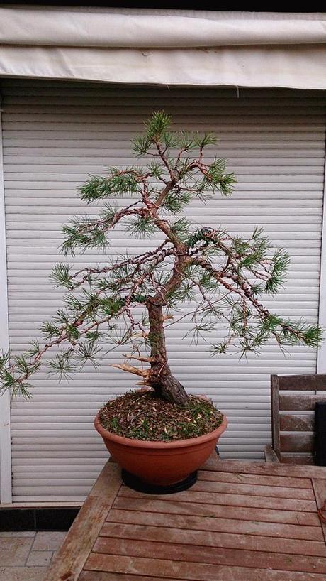 Nº 86 Aprendiendo con el Pino silvestre yamadory