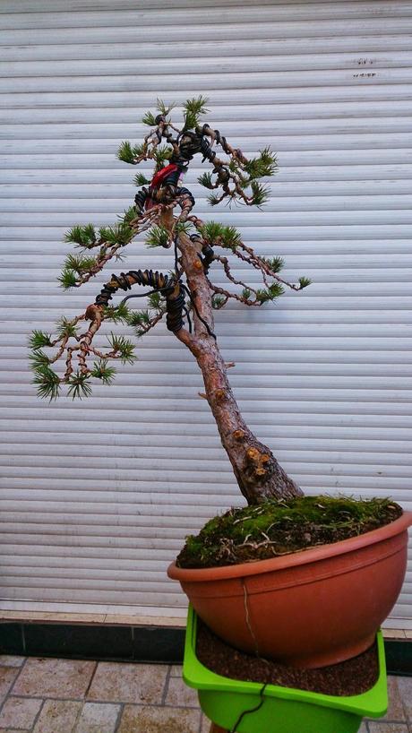 Nº 86 Aprendiendo con el Pino silvestre yamadory