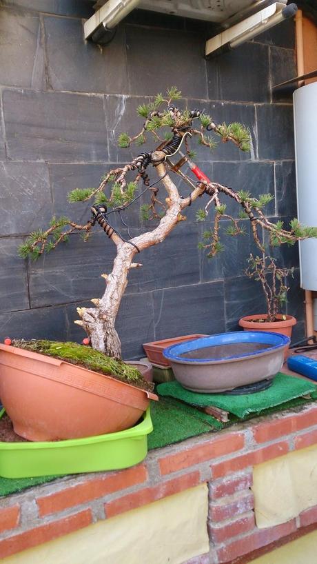 Nº 86 Aprendiendo con el Pino silvestre yamadory