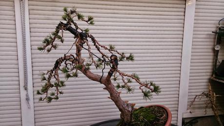 Nº 86 Aprendiendo con el Pino silvestre yamadory