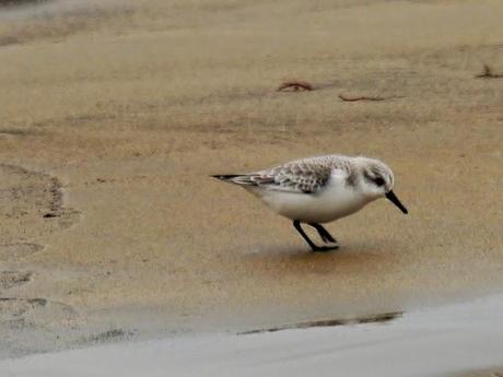 Correlimos tridáctilo en invierno