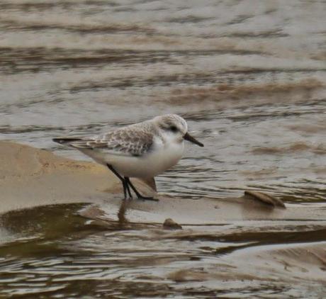 Correlimos tridáctilo en invierno