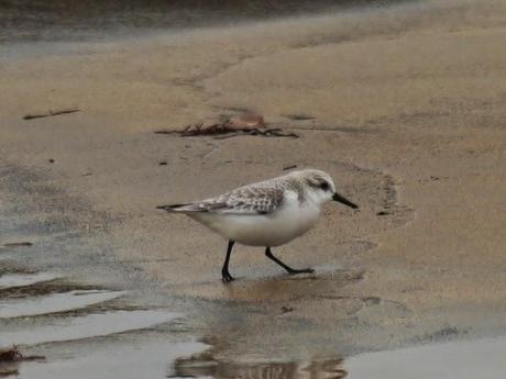Correlimos tridáctilo en invierno