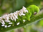 virus parte) "Nadie hablará nosotros cuanto hayamos muerto."