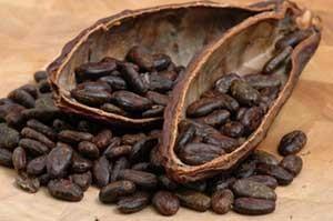 cacao