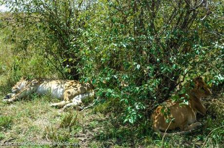 Leones