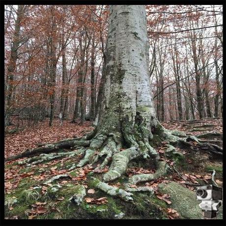 Excursión a Santa Fe del Montseny