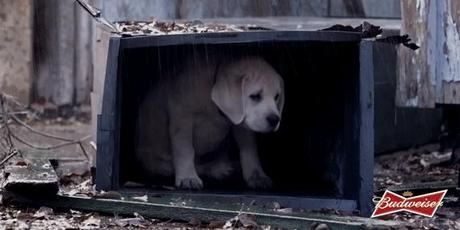 El tierno anuncio del perrito perdido