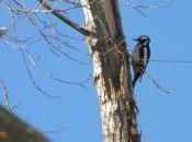 #PajareoUrbano: especies aves lado casa