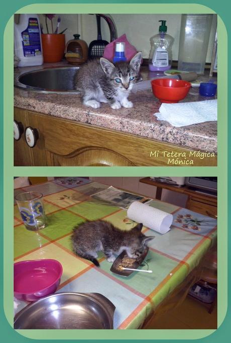 Vivir con animales mejora nuestra calidad de vida!!!! Vivir con animales mejora nuestra calidad de vida!!!!