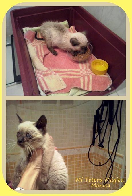 Vivir con animales mejora nuestra calidad de vida!!!! Vivir con animales mejora nuestra calidad de vida!!!!