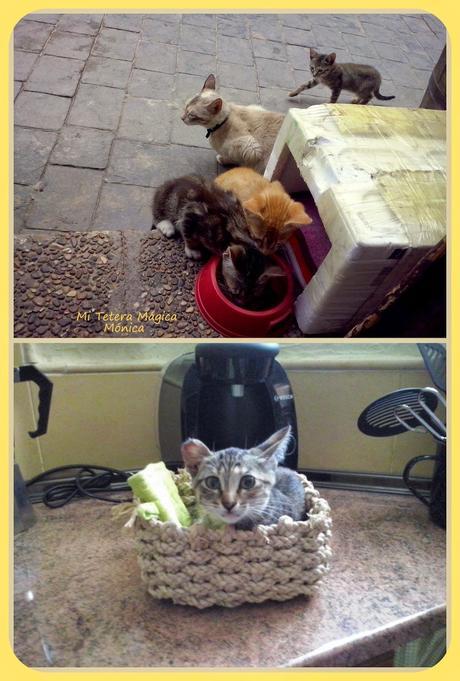 Vivir con animales mejora nuestra calidad de vida!!!! Vivir con animales mejora nuestra calidad de vida!!!!