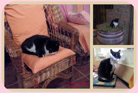 Vivir con animales mejora nuestra calidad de vida!!!! Vivir con animales mejora nuestra calidad de vida!!!!