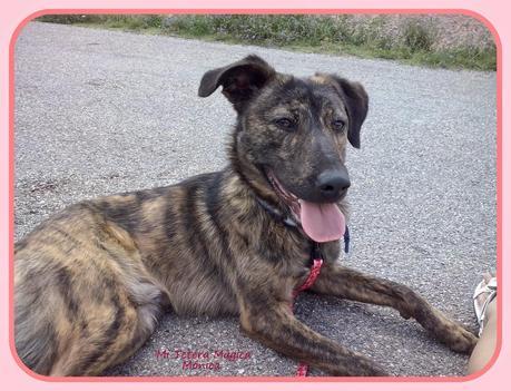 Vivir con animales mejora nuestra calidad de vida!!!! Vivir con animales mejora nuestra calidad de vida!!!!