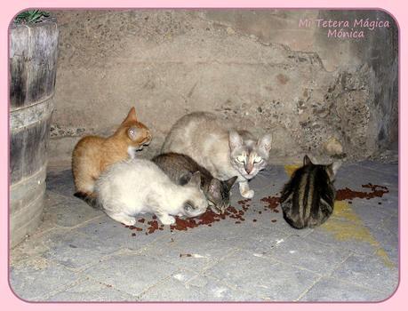 Vivir con animales mejora nuestra calidad de vida!!!! Vivir con animales mejora nuestra calidad de vida!!!!