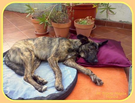 Vivir con animales mejora nuestra calidad de vida!!!! Vivir con animales mejora nuestra calidad de vida!!!!