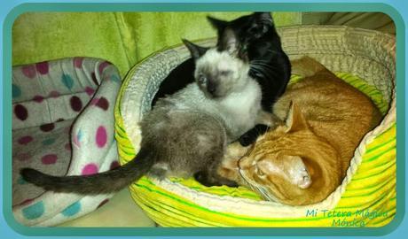 Vivir con animales mejora nuestra calidad de vida!!!! Vivir con animales mejora nuestra calidad de vida!!!!