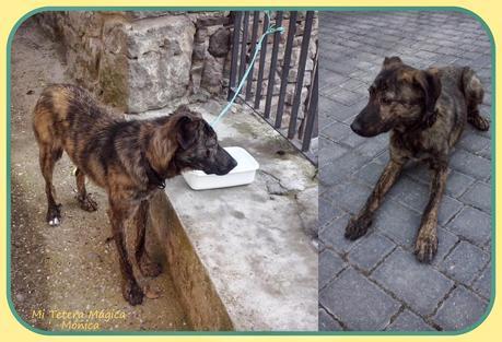 Vivir con animales mejora nuestra calidad de vida!!!! Vivir con animales mejora nuestra calidad de vida!!!!