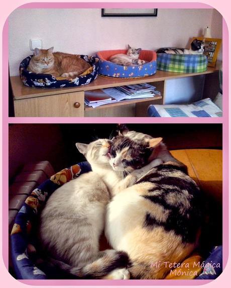 Vivir con animales mejora nuestra calidad de vida!!!! Vivir con animales mejora nuestra calidad de vida!!!!