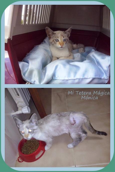 Vivir con animales mejora nuestra calidad de vida!!!! Vivir con animales mejora nuestra calidad de vida!!!!