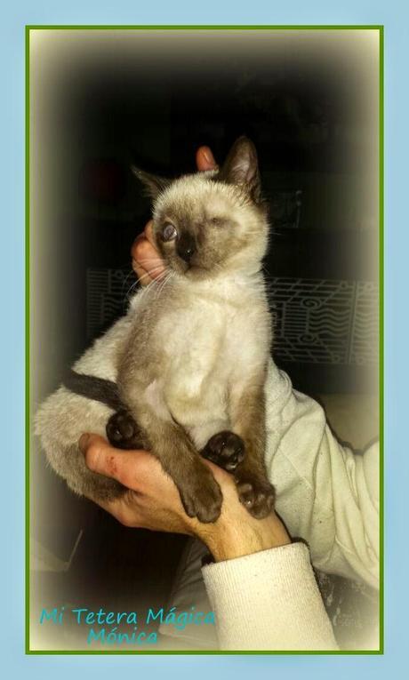 Vivir con animales mejora nuestra calidad de vida!!!! Vivir con animales mejora nuestra calidad de vida!!!!